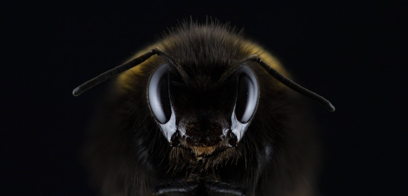 hummel, insect, bombus, 4K, honey, beekeeping, bee, eye