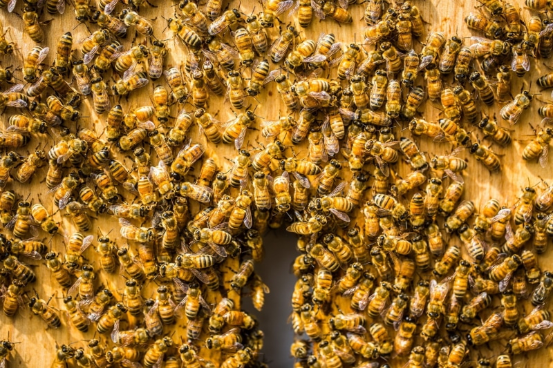 group of animals, close-up, animal, 1080P, colony, animals in the wild, invertebrate, yellow, beehive, animal themes, animal wildlife, apiculture, honey bee