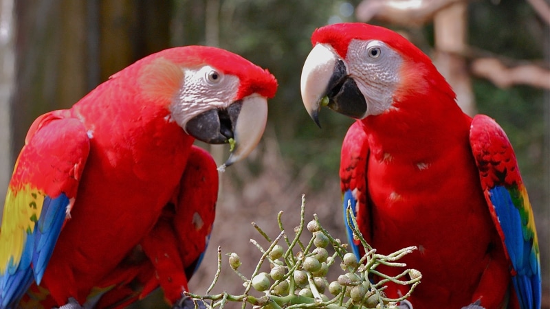 day, scarlet macaw, parrot, vertebrate, close-up, multi colored, beak, phone, red, two animals, bird, outdoors, animal wildlife, animal themes