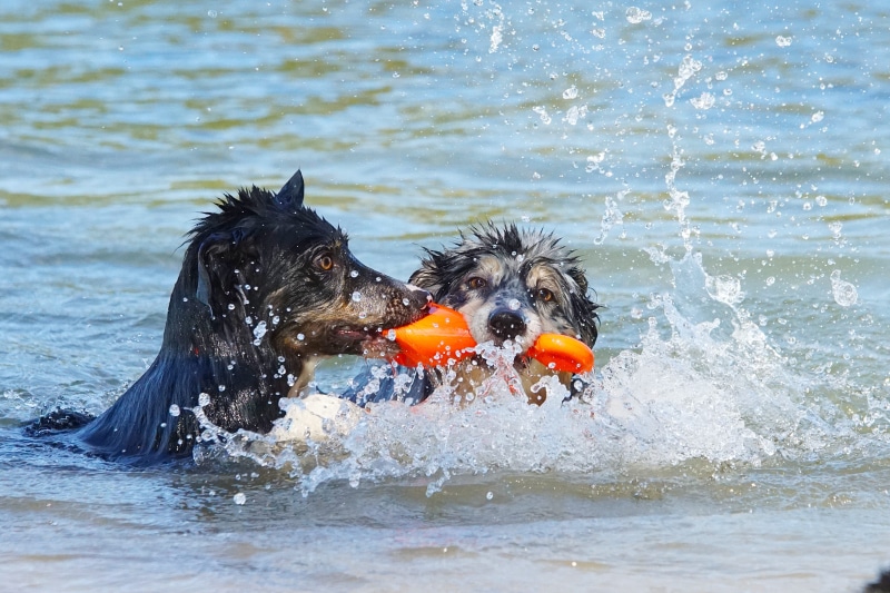 dog, 4K, animal themes, one animal, domestic, black color, wet, day, gorinchem, animal, canine, animal head, water, motion, ball, vertebrate, carrying in mouth
