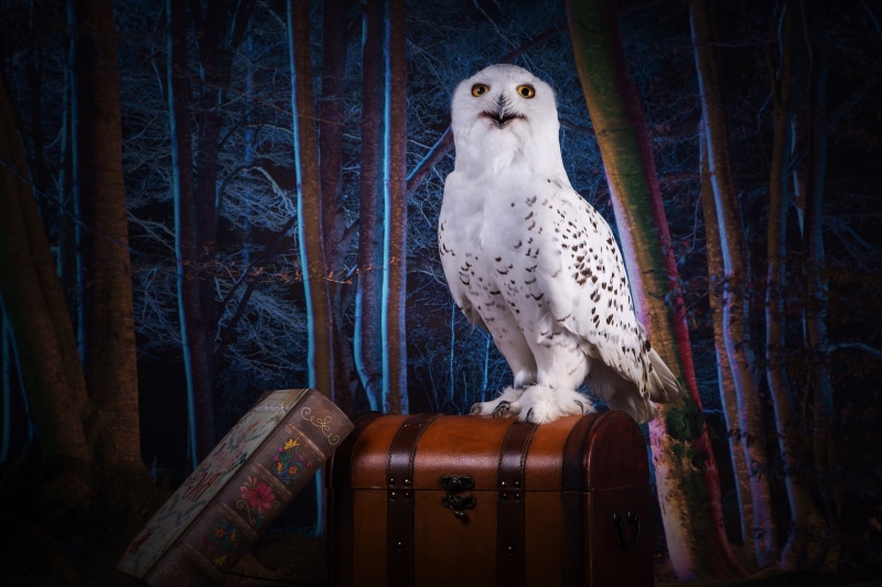 collage, forest, book, white, night, 5K, chest, suitcase, photoshop, trees, Hogwarts, the theme, treatment, owl, polar, darkness, look, bird, magic