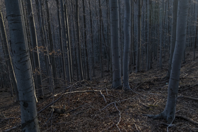 plant, outdoors, growth, grey, nature, beauty in nature, walking, wood - material, field, no people, buk, woodland, forest, trunk, tranquility, tranquil scene