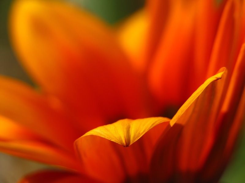 plant, 4K, Osteospermum, diario, close-up, carmen, canon, El  amor, photography, yellow, macro, una flor, gazania, macro photography, luza, nature, flower Head