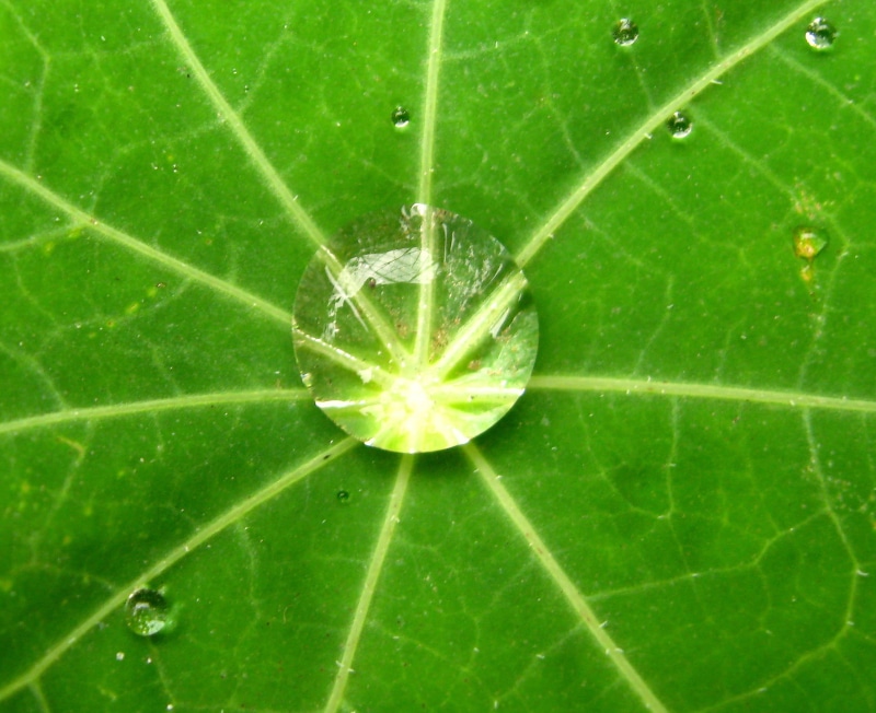 drop, monde, di, nature, Flickr, macro, Gone Wild, life, roads, elis, água, de, mundo, mondo, Photographers, aleph, close-up, egina, leaf, rain  water