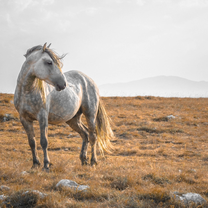 grass, herbivorous, bosnia and herzegovina, one animal, mammal, vertebrate, animal wildlife, 1080P, animal, field, domestic, livestock, animal themes