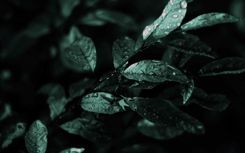 wet, growth, freshness, beauty in nature, petal, rain, drop, droplets, outdoors, plant part, green, nature, water drops, purity, close-up, flowering plant