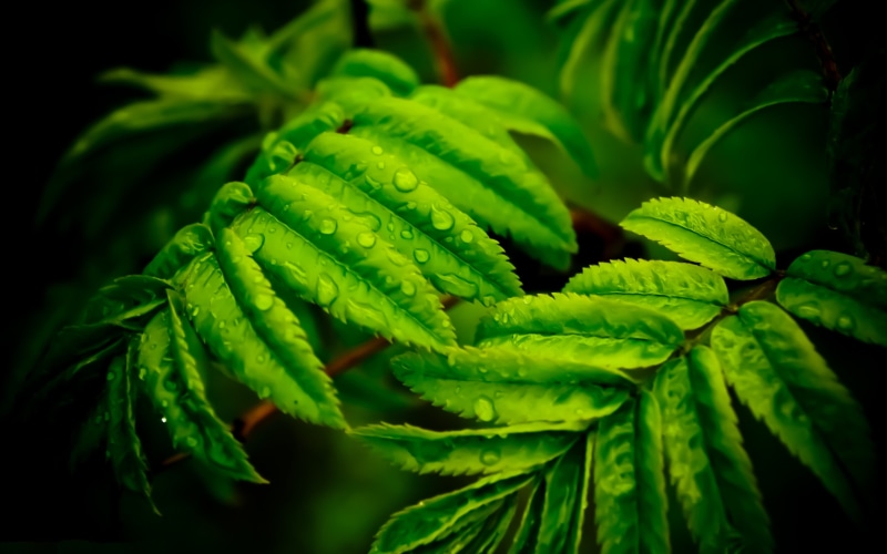 day, growth, wet, no people, herb, focus on foreground, 4K, green, leafed, food, selective focus, plant part, leaf, green color, water, healthy eating