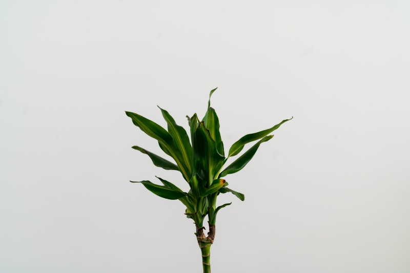my desk plant, corn, hemp, cut out, cane, freshness, no people, 8K, day, outdoors, beauty in nature, netherlands, arecaceae, gold, studio shot, produce