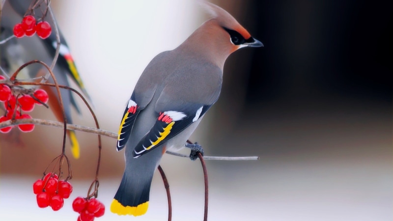 nature, selective, birds, animals in the wild, close-up, outdoors, food, perching, flowering plant, animal wildlife, tree, no people, branch, gray, 1080P