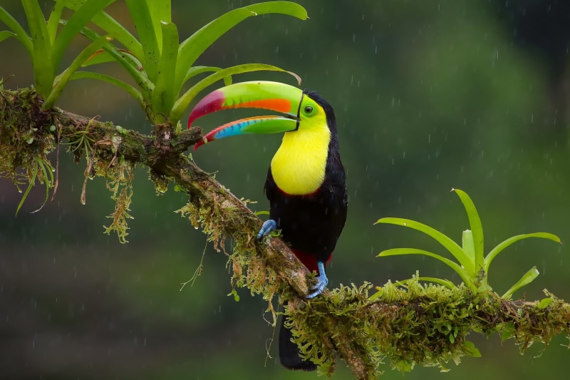multi colored, animal, perching, birds, bird, no people, plant, animal wildlife, animal themes, beak, leaf, outdoors, beauty in nature, 1080P, vertebrate