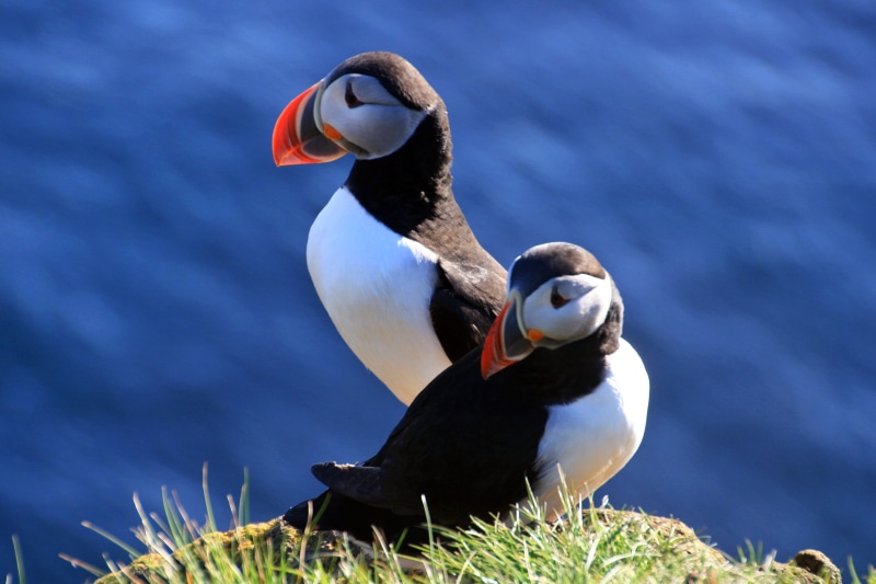 wildlife, gray, white, grass, birds, iceland, Isafjordur, Puffin, black birds, green, 2K, Vestfirðir, sea, lundi, beak, nature, Látrabjarg, perching, island