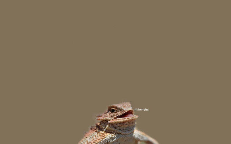 amphibian, portrait, typography, lizards, 1080P, animal mouth, animals in the wild, animals, animal, no people, reptile, red, frog, vertebrate, animal wildlife