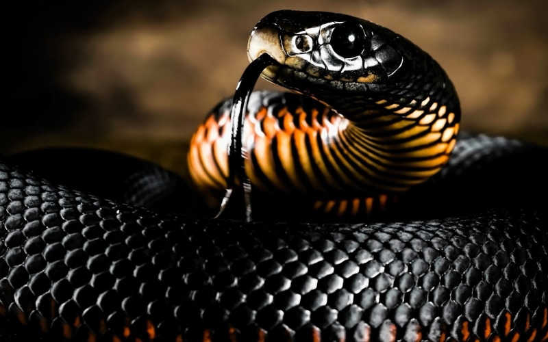 animal scale, mamba, reptiles, animal themes, focus on foreground, one animal, indoors, snake, close-up, art and craft, pattern, animals, reptile, animal