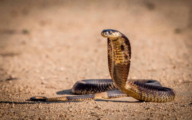 snake, reptiles, 720P, cobra, animals