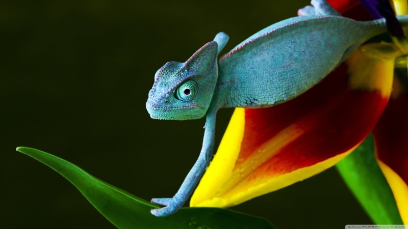 animal eye, no people, green, animal, plant, plant part, animals, nature, reptiles, leaf, flowering plant, close-up, lizard, reptile, one animal, animal wildlife