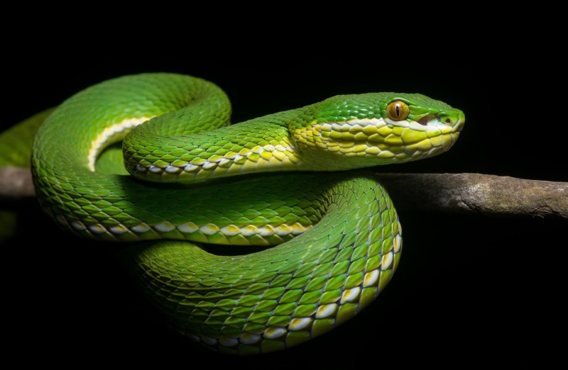 animal, 1080P, animal themes, poisonous, no people, reptile, animals in the wild, communication, outdoors, close-up, animal body part, sign, decor, animal head