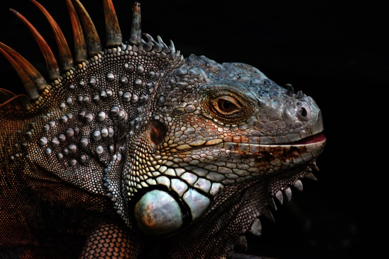 nature, studio shot, side view, no people, one animal, animal body part, animal, black background, iguana, animals in the wild, animal themes