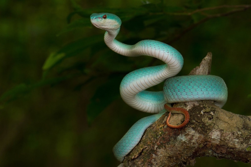 nature, reptiles, 1080P, animals, snake