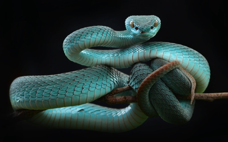 animals in the wild, poisonous, close-up, one animal, 1080P, snake, animal themes, reptile, warning sign, curled up, animal wildlife, black background