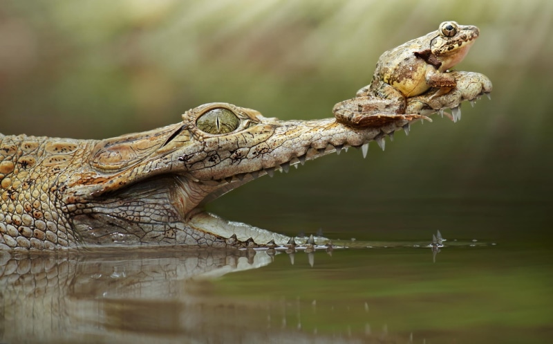 crocodile, animal, frog, profile view, animal body part, animals in the wild, vertebrate, animals, nature, waterfront, no people, water, lake, reptile