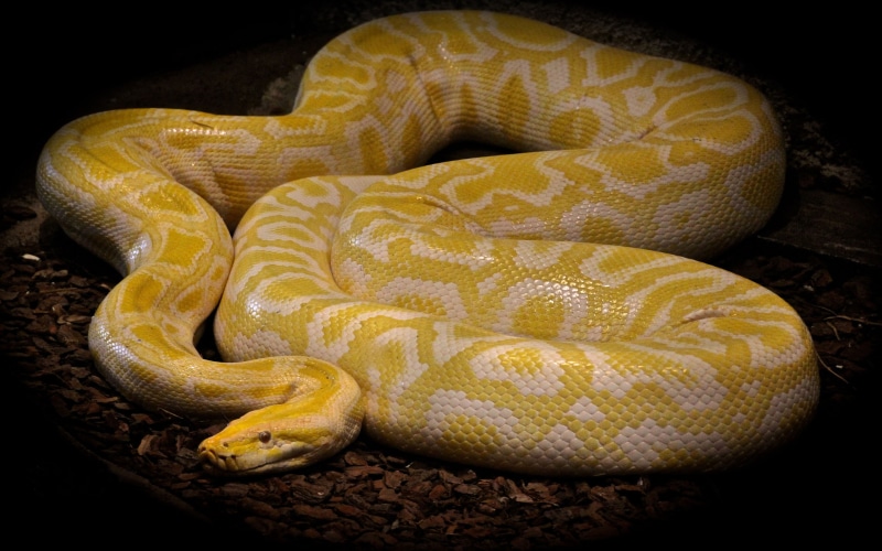 studio shot, curled up, 4K, indoors, animals, reptile, animal body part, tv, snake, pythons, phones, poisonous, tablet, laptop, close-up, mobile