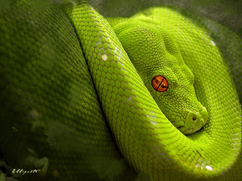 curled up, snake, reptiles, one animal, rainforest, green color, outdoors, python, selective focus, vertebrate, animal body part, 720P, animal head, animals in the wild