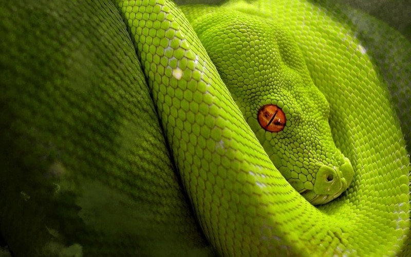 vertebrate, green, animal head, animal, rainforest, no people, green color, animal body part, animal scale, reptiles, outdoors, animals in the wild, animals