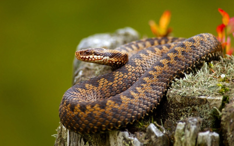 wicker, close-up, animals, vertebrate, sign, one animal, poisonous, no people, animal scale, reptile, outdoors, rainforest, curled up, animal, snake, animal wildlife