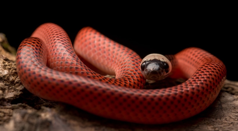 Black-Collared Snake, poisonous, nature, vertebrate, warning sign, animal themes, animals in the wild, animal head, black background, animal body part
