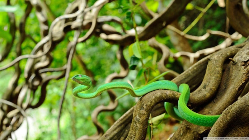 green, snake, branch, animals, wildlife, nature, day, animal scale, animals in the wild, reptiles, outdoors, sign, focus on foreground, no people, animal themes