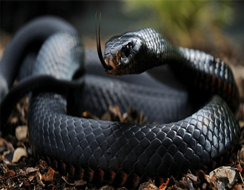 close-up, 1080P, no people, animal, nature, animal themes, animal scale, animal wildlife, sign, facts about snakes, vertebrate, animal body part, communication