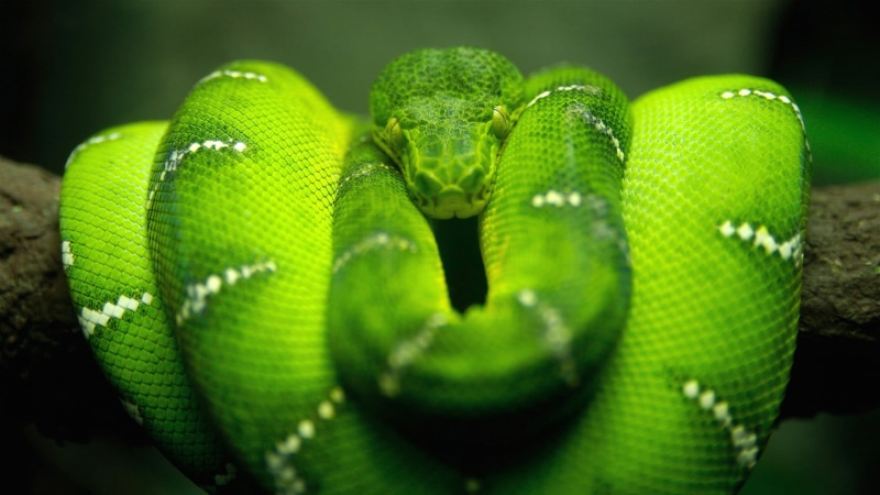 nature, outdoors, rainforest, tree snake, close-up, curled up, animal themes, python, no people, green snake, 1080P, green color, one animal, selective focus