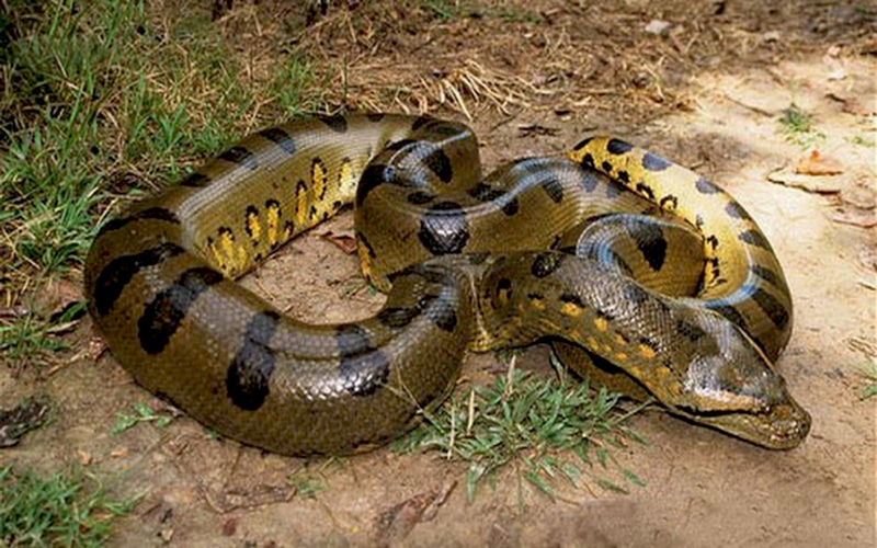 poisonous, animal scale, animal wildlife, 4K, green, hd, no people, sign, animal, close-up, high angle view, nature, curled up, reptile, vertebrate, day