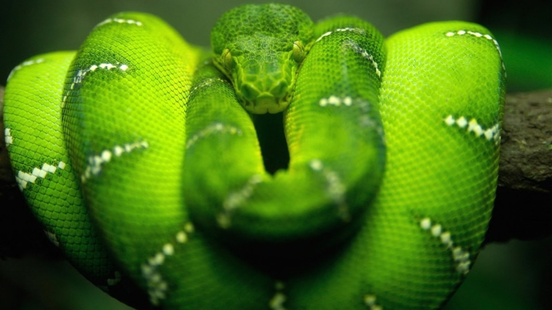 animal wildlife, focus on foreground, one animal, Boa constrictor, rainforest, reptiles, close-up, reptile, nature, animals, vertebrate, tree, outdoors