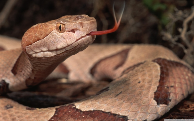 tree, animal themes, nature, no people, outdoors, vertebrate, 2K, animal head, reptiles, focus on foreground, animal tongue, close-up, animal scale, warning sign