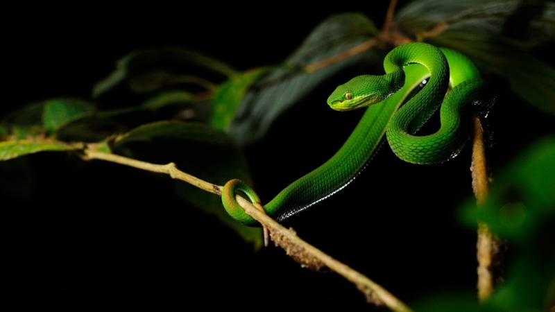 reptile, focus on foreground, tree, one animal, studio shot, animal wildlife, black background, plant, branch, snake, animals in the wild, animals, vipers