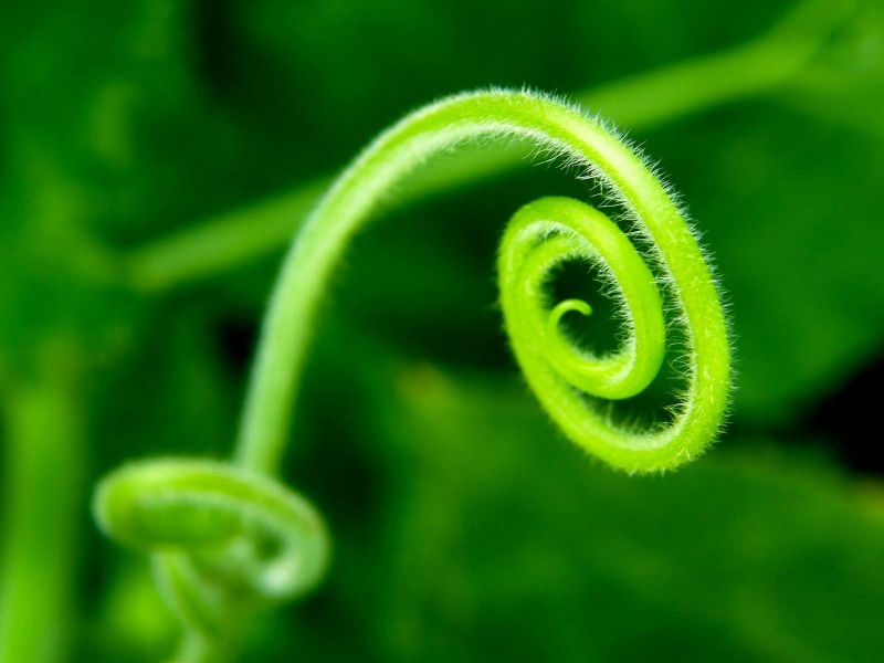 freshness, focus on foreground, tendril, growth, plant, swirl, outdoors, curled up, no people, green color, plants, fern, nature, vulnerability, selective focus