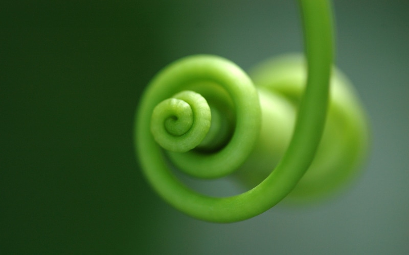 food and drink, close-up, healthy eating, focus on foreground, selective focus, growth, swirl, green color, tendril, plants, food, string, 2K, no people