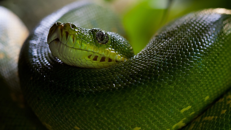 animal themes, reptile, selective focus, no people, day, animal, nature, snake, 4K, communication, animals in the wild, animal body part, poisonous, one animal