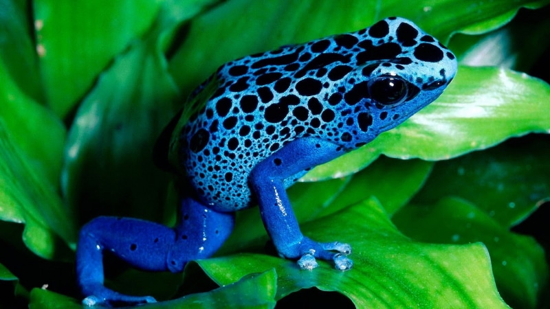 frog, animals, nature, poison dart frogs, 1080P, amphibian