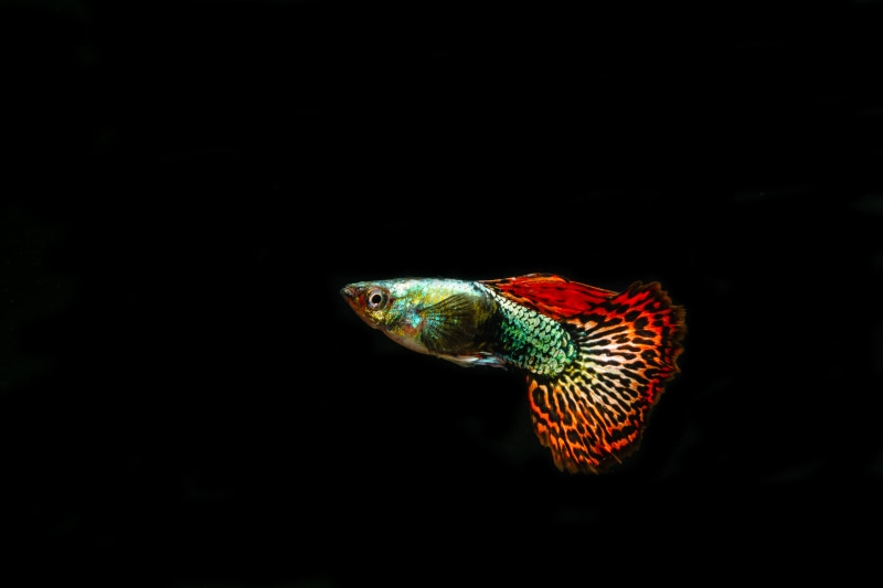close-up, animal themes, no people, animals in the wild, swimming, ornamental fish, studio shot, animal body part, guppies, fish, copy space, animal head