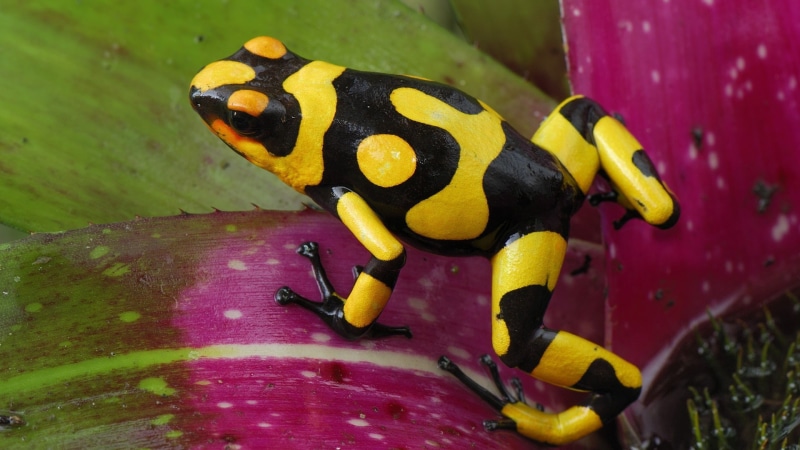 flower, amphibian, nature, poison dart frogs, animals, focus on foreground, vertebrate, yellow, one animal, no people, animal wildlife, animal themes, animal markings