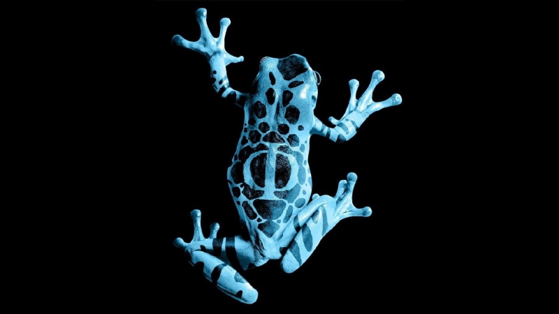bone, healthcare and medicine, studio shot, black background, human body part, body part, human representation, poison dart frogs, biology, science, 1080P
