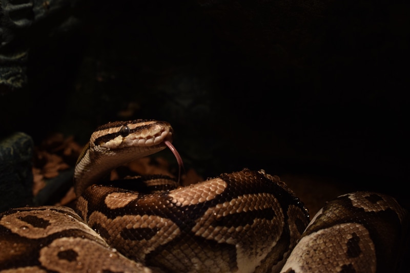 animal wildlife, animal themes, animal scale, animal head, close-up, animal mouth, python regius, one animal, animal, poisonous, vertebrate, animals in captivity