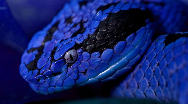 lizard, animal body part, nature, animal eye, no people, animal, one animal, animal wildlife, eye, animal head, vertebrate, 4K, animal themes, close-up