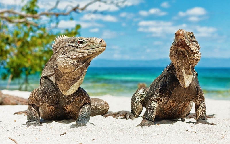 reptile, focus on foreground, marine, no people, vertebrate, animals in the wild, group of animals, animal scale, animal, outdoors, reptiles, white, day