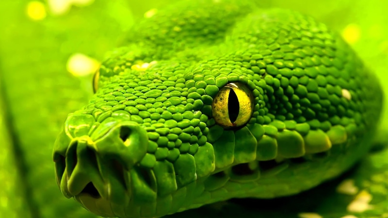 1080P, reptile, animal themes, one animal, animal wildlife, no people, poisonous, animal head, close-up, mamba, lizard, animals, animal eye, day, vertebrate