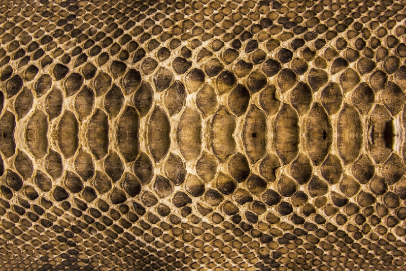 repetition, snakeskin, full frame, 5K, colors, animal themes, pattern, animal Skin, design, abstract, texture, illustration, textured Effect, geometric shape