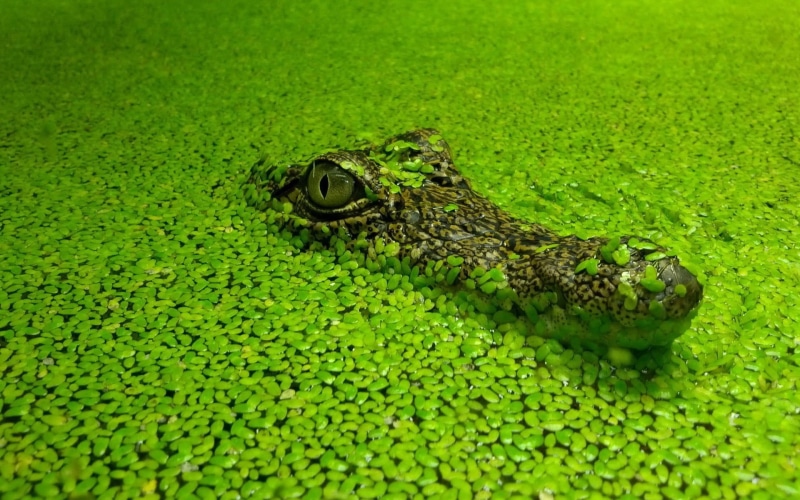 vertebrate, animal body part, one animal, crocodile, crocodiles, green color, green, animal scale, water, animal themes, reptile, animals in the wild, alligator