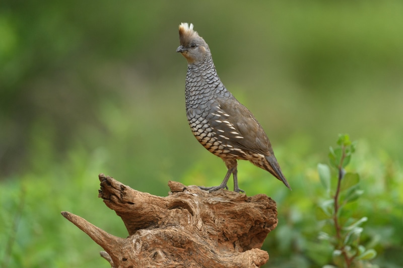 5K, Callipepla squamata, short, cottontop, blue quail, quail, Rio Grande City, slab, Scaled Quail, nature, callipepla, size, small, scaled, focus, gray